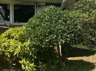 Bush Trimming by Quintrell Smith for Maria M. in East Point, GA