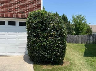 Ashley J.'s Bush Trimming service result