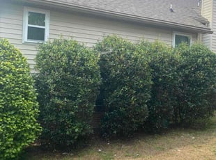 Bush Trimming by Tremaine Ward for Charles H. in Columbia, SC
