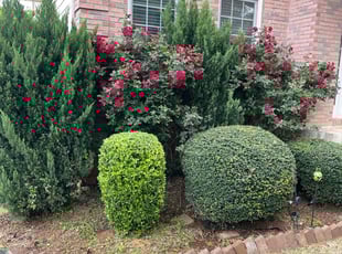 Bush Trimming by Jason Calhoun for Jeremy M. in Newnan, GA