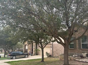 Leaf Removal by Noe Perez for Veronica L. in Cibolo, TX