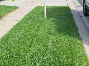 James M.'s Yard Cutting service result