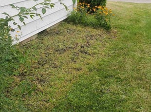 Weeding by Phillip Lopez for Jennifer O. in Independence, MO