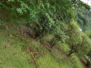 Bush Trimming by All-day LawnCare for Veronica J. in Arlington, TN