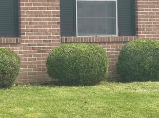 Bush Trimming by Nathan Garrett for Kenya J. in Florissant, MO