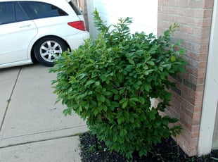 Weeding by Chenita Perry for Marlyce W. in Plainfield, IN