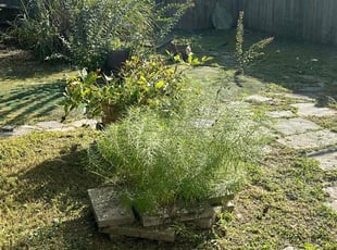 Bush Trimming by Manny Chavez for Subrata S. in Springfield, VA