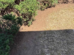 Leaf Removal by Joseph Thornton for Krishna J. in Morrisville, NC