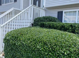 Carolyn S.'s Bush Trimming service result