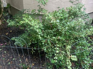 Bush Trimming by Zachary Sizemore for Derek T. in Pickerington, OH