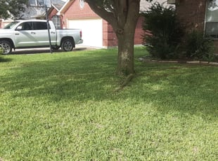 Leaf Removal by Ethan Tribiana for Amanda M. in Hutto, TX