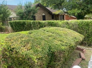 Bush Trimming by Davon Warfield for Alexis B. in Dallas, TX