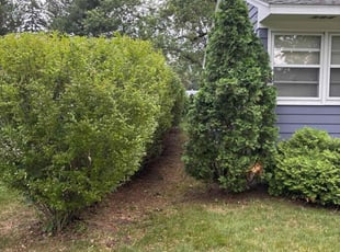 Jackie R.'s Bush Trimming service result