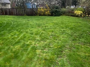Laura H.'s Yard Cutting service result