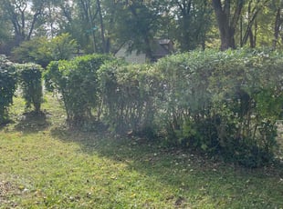 Bush Trimming by Tywuan Williams for Tyler P. in Indianapolis, IN