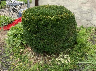 Bush Trimming by Gregory Schofield for Teresa C. in Pennsauken Township, NJ