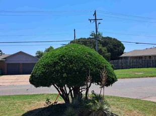 Bush Trimming by Steve Massey for Karol K. in Oklahoma City, OK