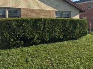 Bush Trimming by Alonzo Harris for Adrienne F. in Alsip, IL