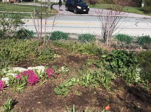Weeding by Derek Haywood for Tim A. in Laurel, MD