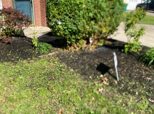 Bush Trimming by Blake Jordan for Mekisha C. in Indianapolis, IN