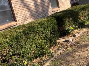 Bush Trimming by Paul Handley for Kelly T. in Broken Arrow, OK