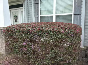 Bush Trimming by Steven Moreira for Kimberly C. in Chesapeake, VA