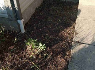 Weeding by Elisha Nelson for Joan G. in Columbus, OH