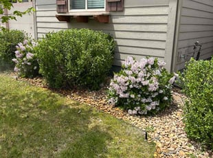 Bush Trimming by Devin Brown for Kristi J. in Parker, CO