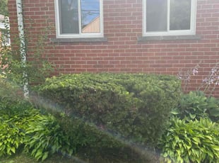 Bush Trimming by Dennis Tulak for Kimberly J. in Warren, MI