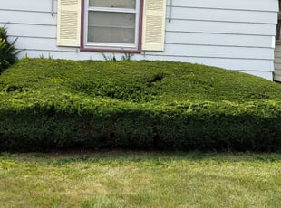 Bush Trimming by Marquis Kirksey for Linda F. in Milwaukee, WI