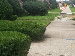 Bush Trimming by LaShandra Joe for Rose W. in Chicago, IL
