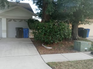 Bush Trimming by Kalil Mingo for Ricard S. in Tampa, FL