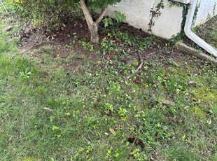 Virgie T.'s Leaf Removal service result