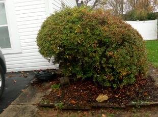 Bush Trimming by Jason Wells for Beverly B. in Willingboro, NJ