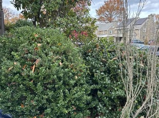 Bush Trimming by Michael Scime for Cathy F. in Drexel Hill, PA
