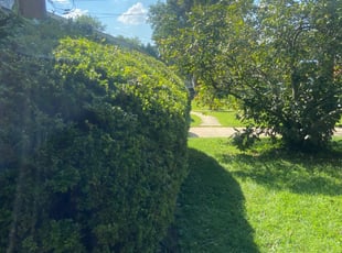 Bush Trimming by Cristian Ramirez for Connor F. in Silver Spring, MD