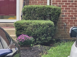 Bush Trimming by Jessica Porter for Stacey C. in Bowie, MD