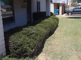 Bush Trimming by Joseph Slay for Margaret H. in Phoenix, AZ