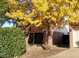 Bush Trimming by Michael Drinning for Kevion T. in Dallas, TX