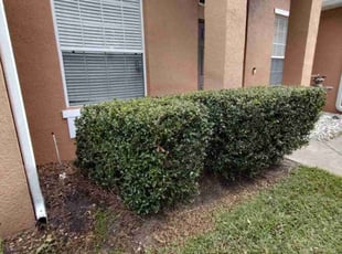 Bush Trimming by Luis Rodriguez for Angela C. in Orlando, FL