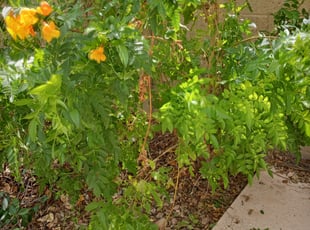 Bush Trimming by Jacob Tyler for Eddie L. in Scottsdale, AZ