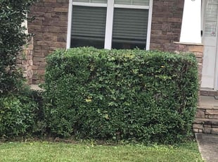 Bush Trimming by Erick G for Kathryn G. in Holly Springs, NC