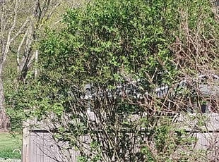 Bush Trimming by Michael Miller for Donna H. in Jonesborough, TN