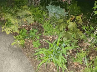 Leaf Removal by Rolf Johnson for Mona L. in Saint Paul, MN
