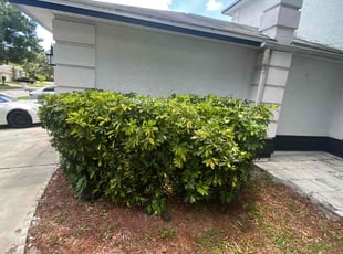 Bush Trimming by Marcus Nelson for Misha S. in Ocoee, FL