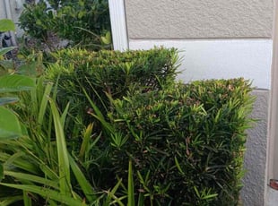Bush Trimming by Karol Frisancho for JESSE P. in DeLand, FL