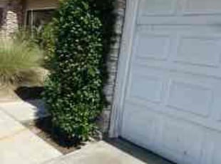 Bush Trimming by Perry Lotts for Rich K. in San Diego, CA