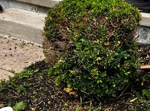 Bush Trimming by Daniel Bunch for Prathyusha A. in Dublin, OH