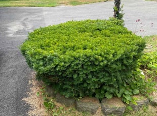 Eric M.'s Bush Trimming service result