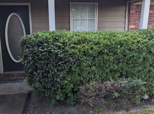 Bush Trimming by Robert Rust for Michael D. in Southaven, MS